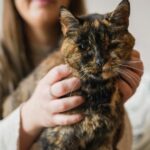 Flossie becomes Oldest Living Cat in the world